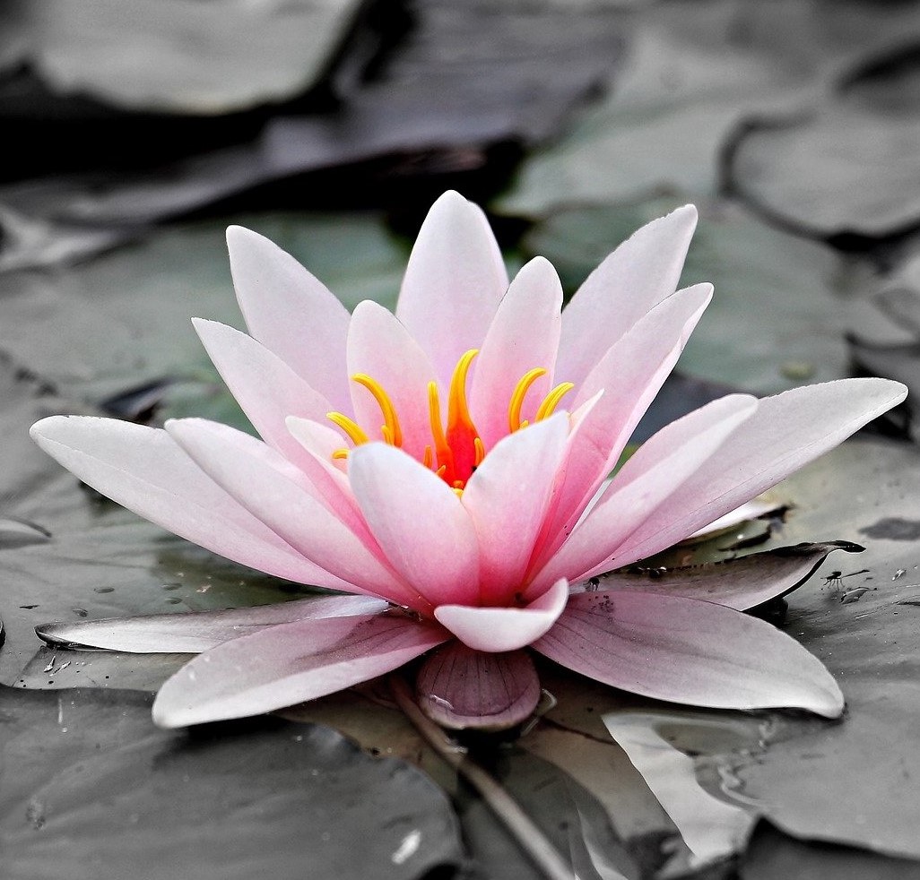 Bona Vita Lounge Terapia del Dolor